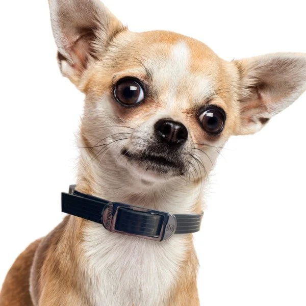 DOG StreamZ Magnetic Dog Collars - Image 3