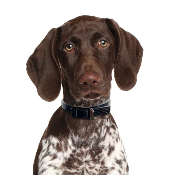 DOG StreamZ Magnetic Dog Collars - Image 4