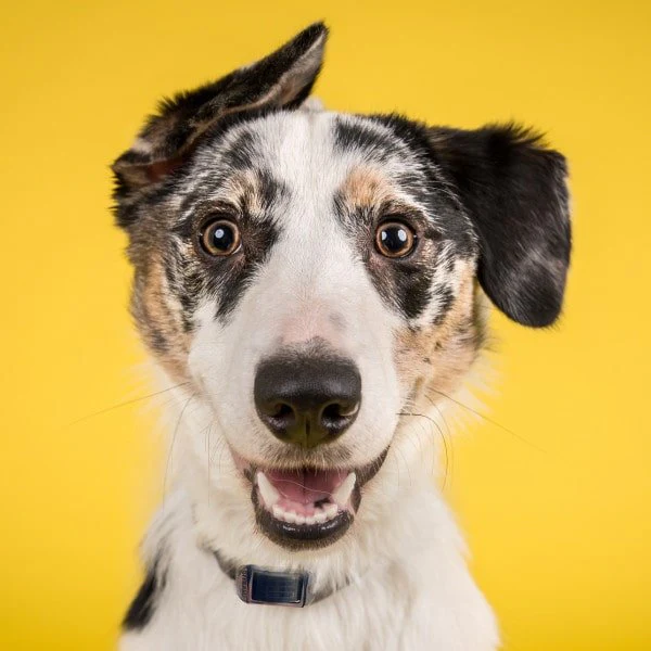 DOG StreamZ Magnetic Dog Collars - Image 5