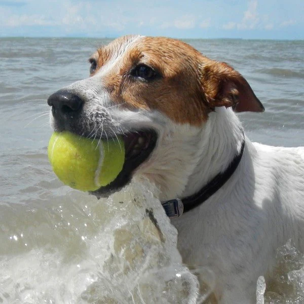 DOG StreamZ Magnetic Dog Collars - Image 6