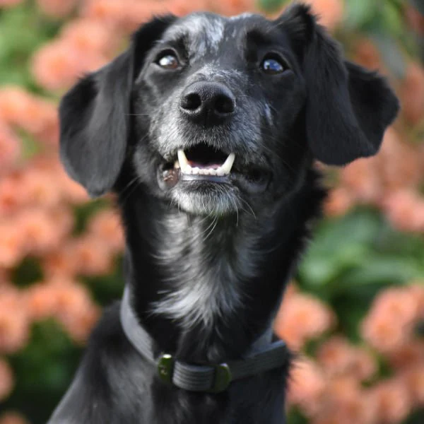 DOG StreamZ Magnetic Dog Collars - Image 7